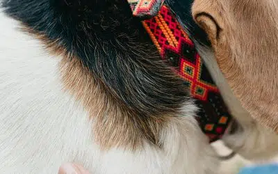 collar huichol para perro